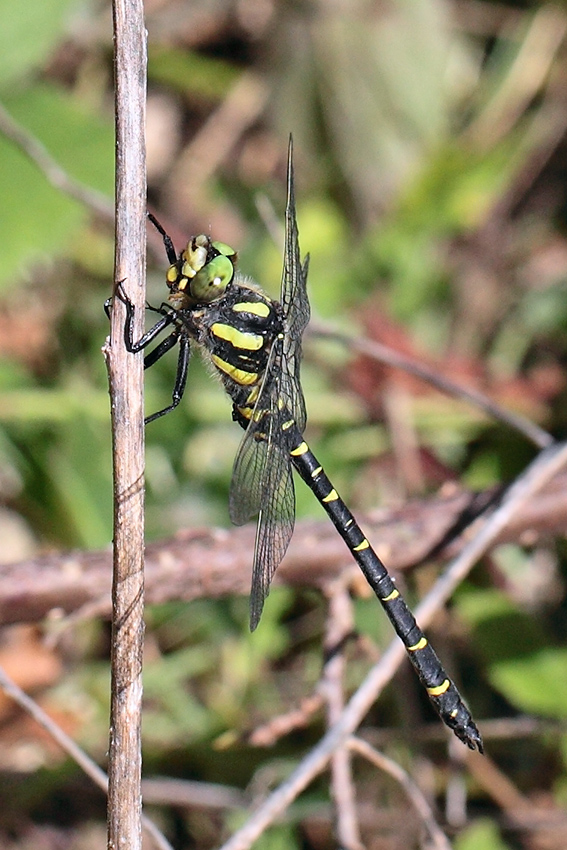 Cordulegaster da determinare: C. bidentata